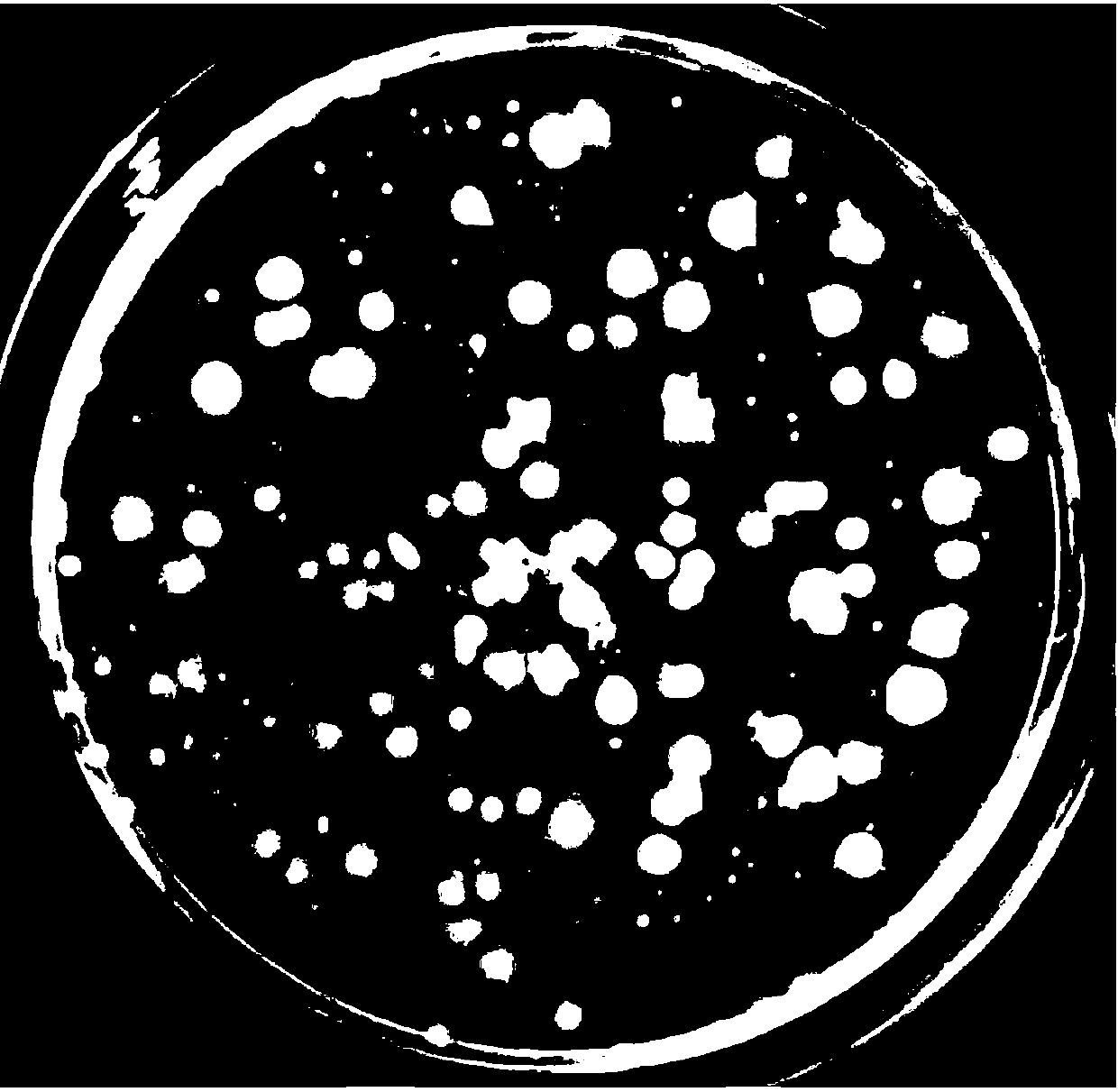 Preparation method of electrophilic microbial preparation and application of electrophilic microbial preparation in treatment of uranium-containing wastewater