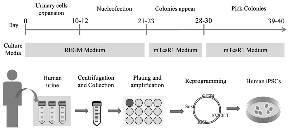 Method for differentiating and preserving non-integrated feeder-layer-free human urine-derived induced pluripotent stem cells into neural stem cells