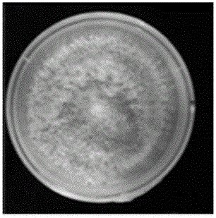 Hook-like trichoderma strain and application thereof