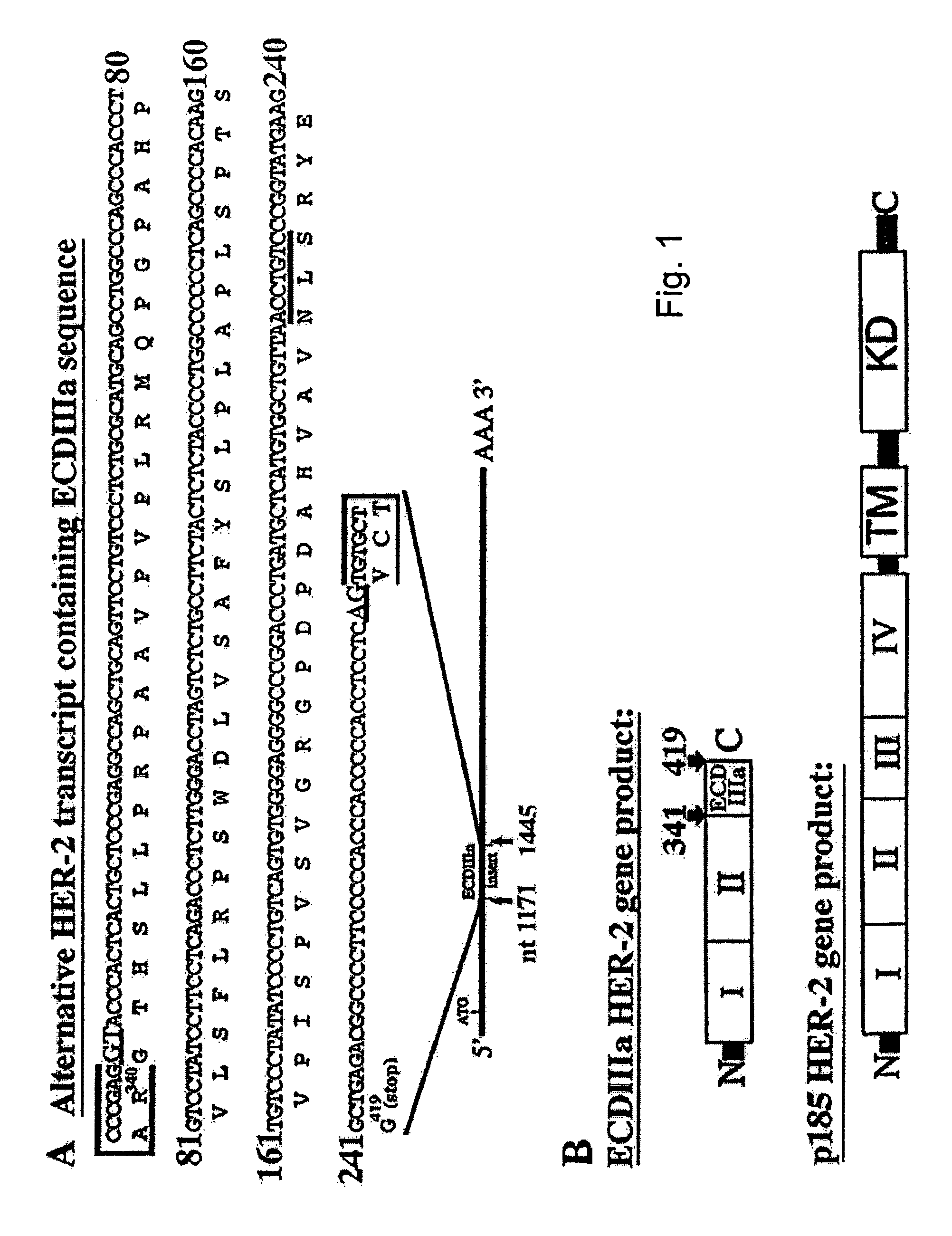 HER-2 binding antagonists