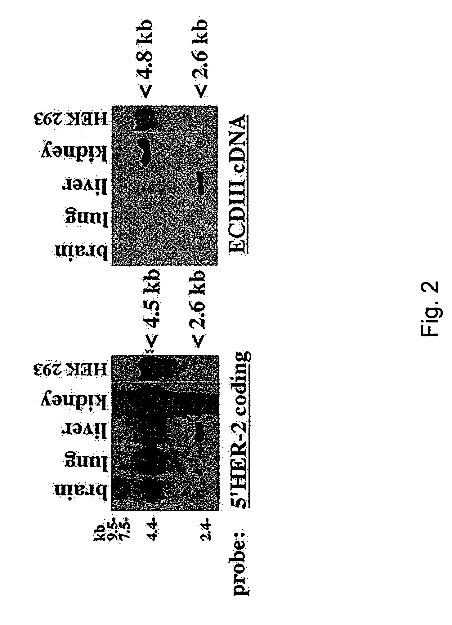 HER-2 binding antagonists