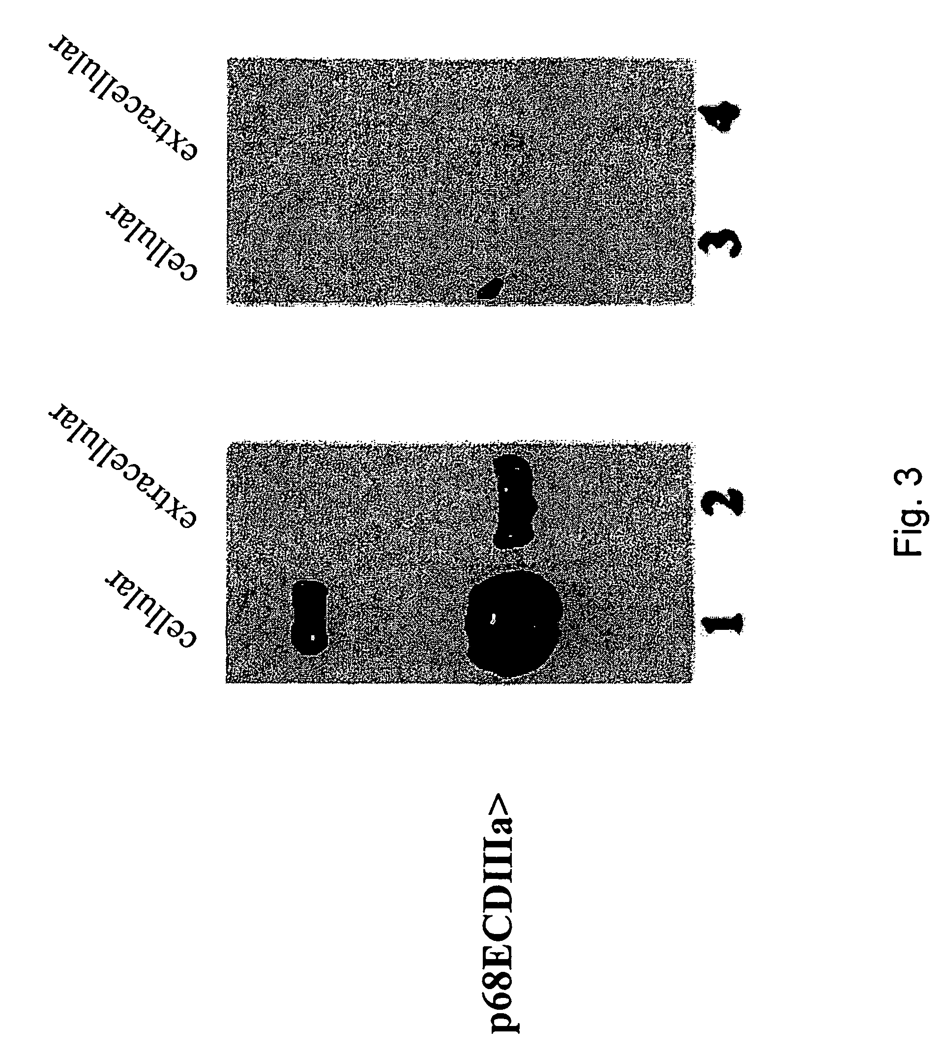 HER-2 binding antagonists