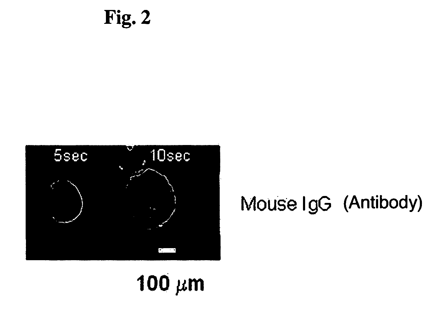 Method of Immobilizing Protein, Protein Chip, Method of Immobilizing Cell and Cell Chip