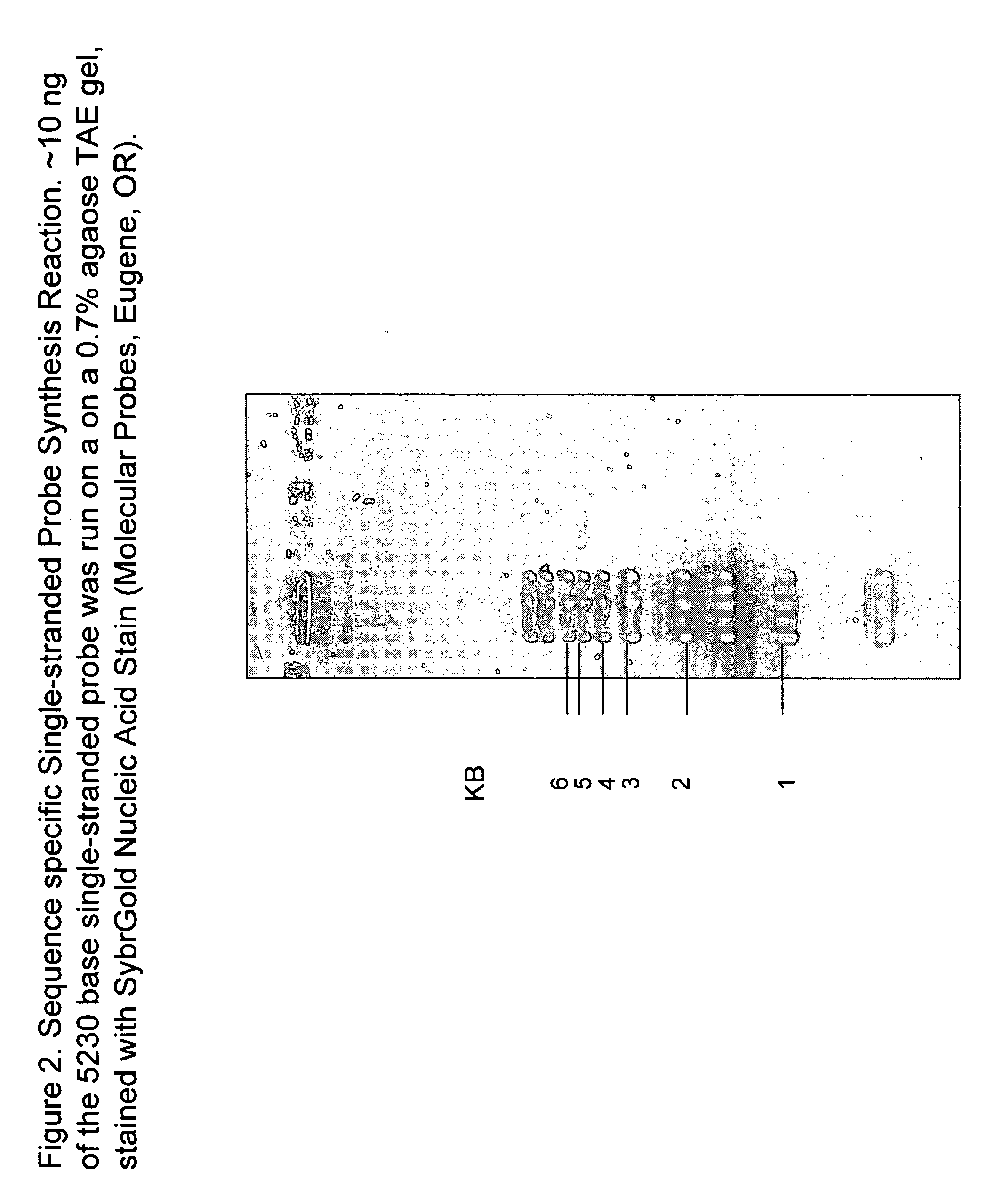 Preparation of defined highly labeled probes