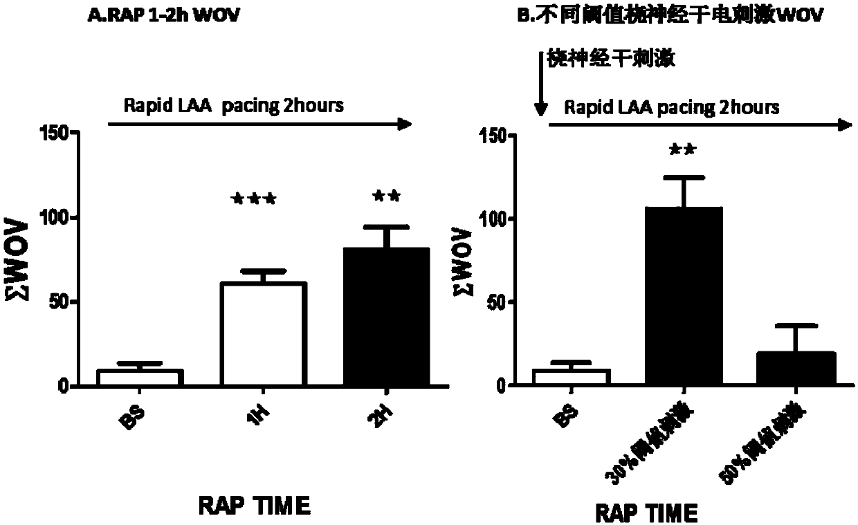 Animal experimental method of nerve stimulation to inhibit atrial fibrillation