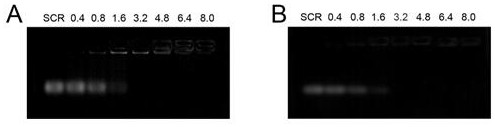 A kind of siRNA drug carrier polymer and its preparation method and application in siRNA targeted delivery