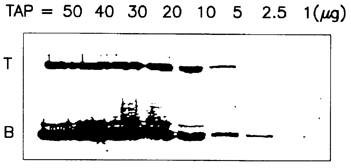 System for qualitatively and/or quantitatively analyzing preferably biological substances using enhanced chemiluminescence, and method and analysis kit using same