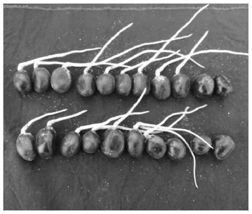 Cultivation method of paeonia ludlowii