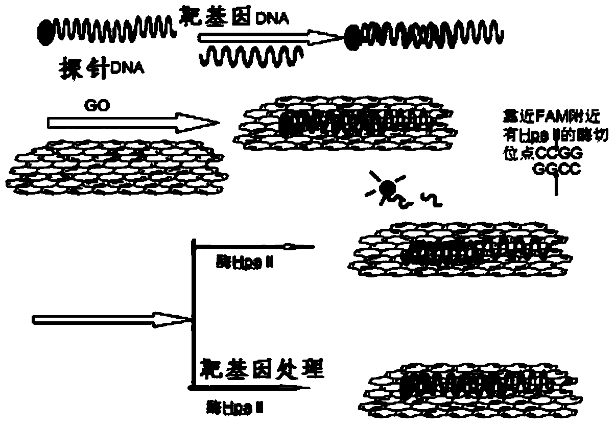 DNA methylation detection method based on graphene oxide and restriction enzyme and kit thereof