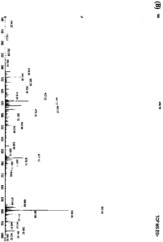 Method for inducing differentiation of human mesenchymal stem cells to osteoblasts and application thereof