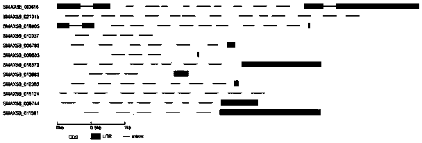 Multi-gene family identification and evolution analysis method