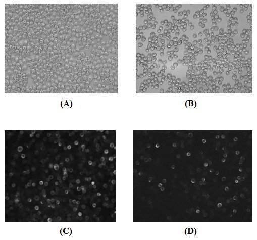 Large-scale preparation method of H5N1 avian influenza virus-like particle vaccines