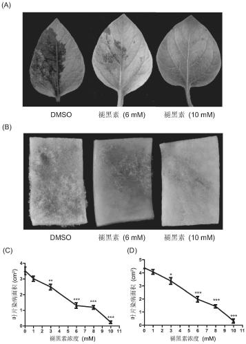 New application of melatonin in inhibiting plant oomycete diseases and new plant oomycete fungicide