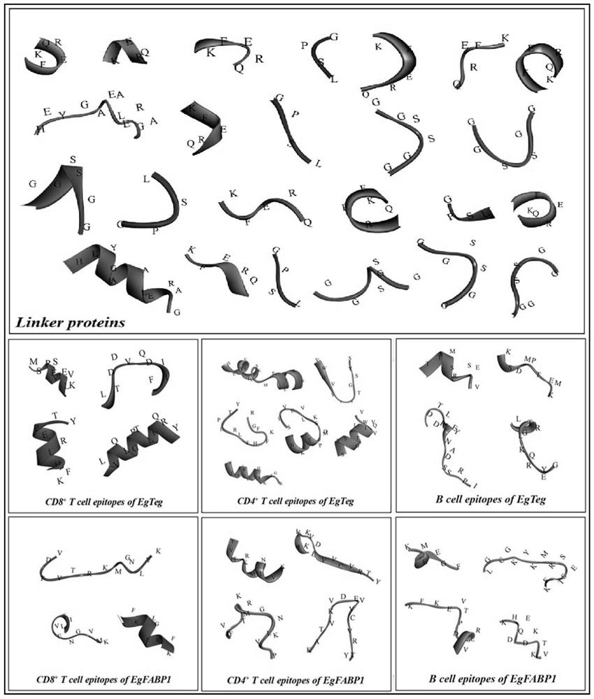 Echinococcus granulosus EgTeg and EgFABP1 multi-epitope vaccine and application