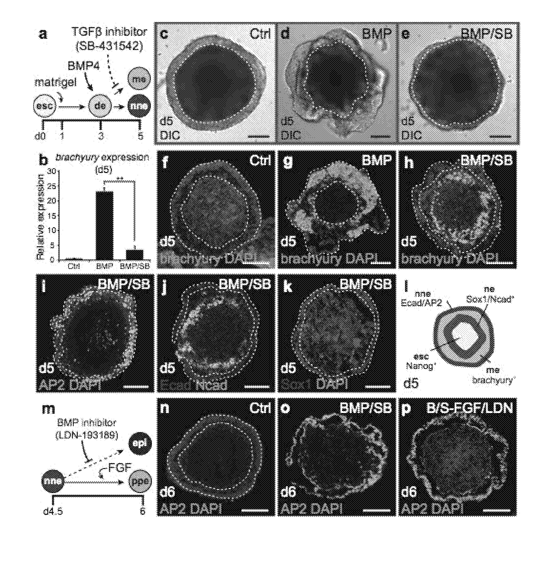 Methods for generating the inner ear and other cranial placode-derived tissues using pluripotent stem cells