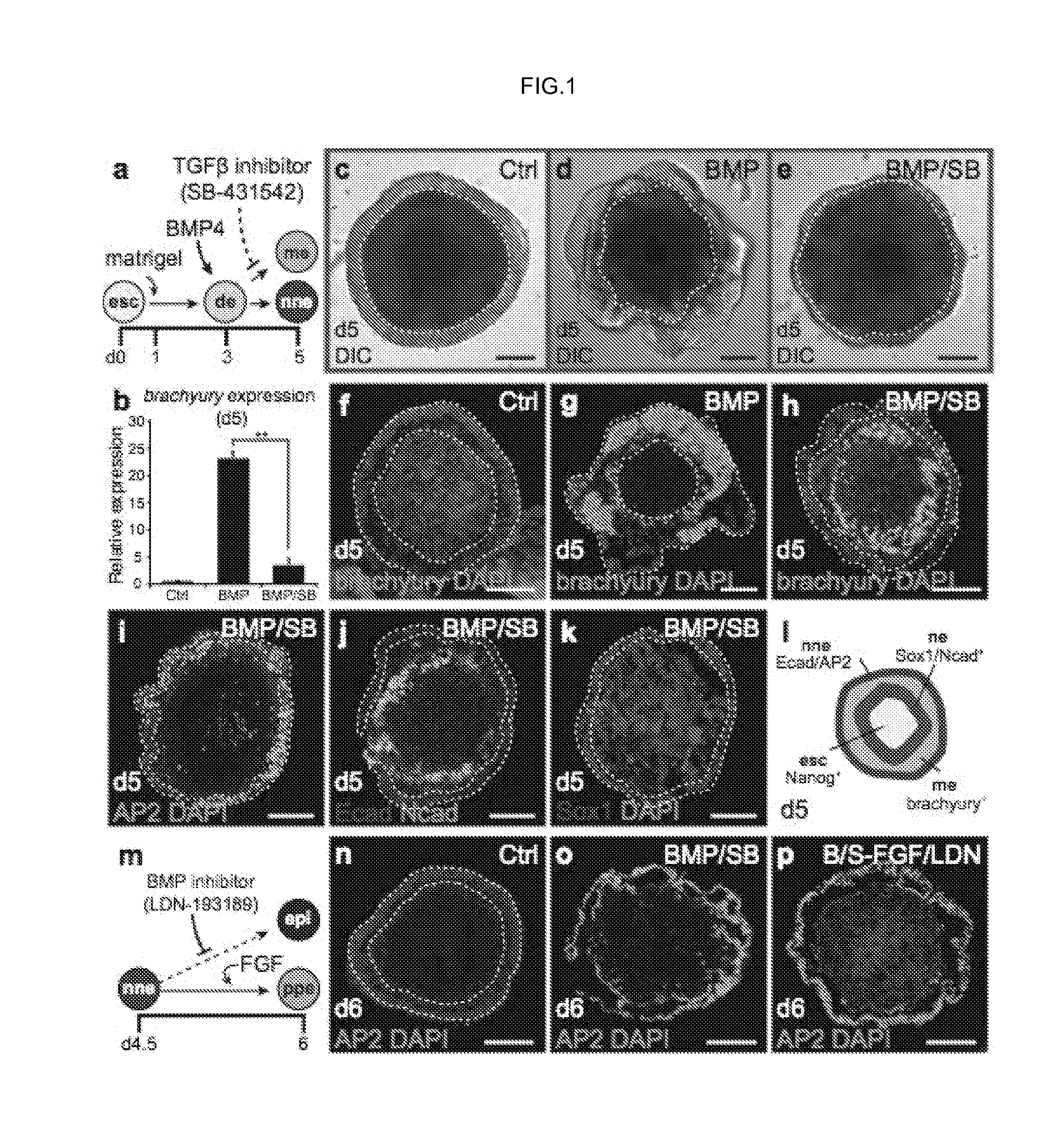 Methods for generating the inner ear and other cranial placode-derived tissues using pluripotent stem cells