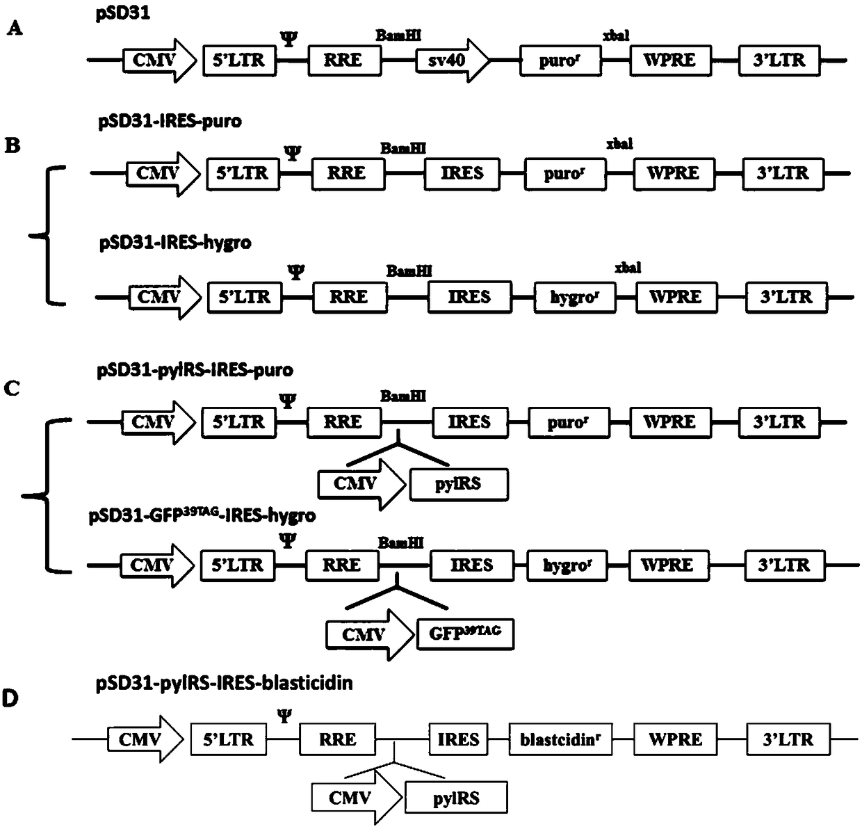 Construction of stable cell line carrying orthogonal tRNA/aminoacyl tRNA synthetase