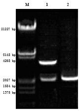 Chicken IL-18 (Interleukin-18) and Newcastle disease virus HN (Hemagglutinin-neuraminidase) gene recombinant fusion protein and application