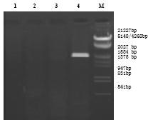 Chicken IL-18 (Interleukin-18) and Newcastle disease virus HN (Hemagglutinin-neuraminidase) gene recombinant fusion protein and application