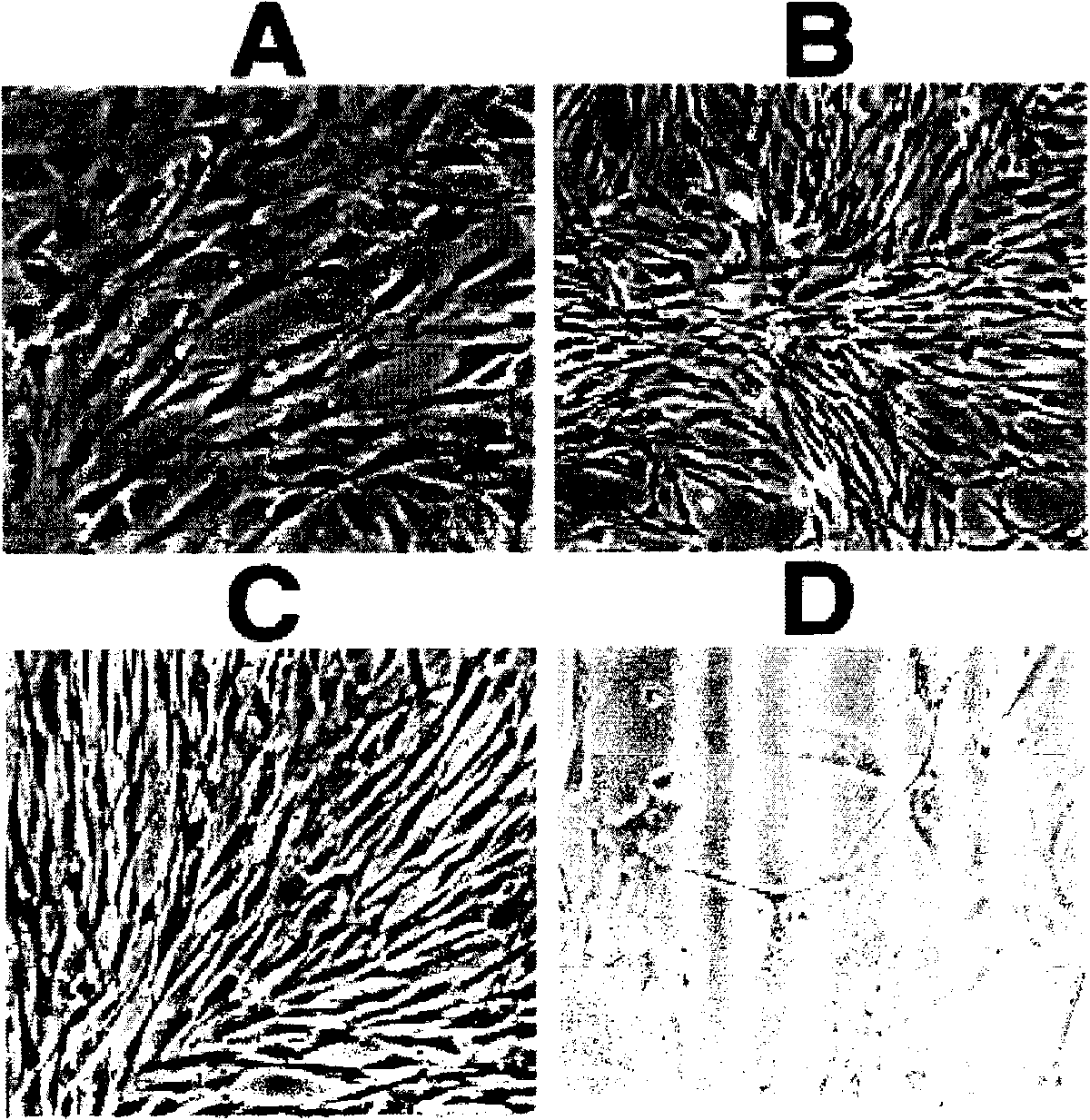 Complete medium with low serum concentration for cultivating mesenchymal stem cells and method for cultivating mesenchymal stem cells using same