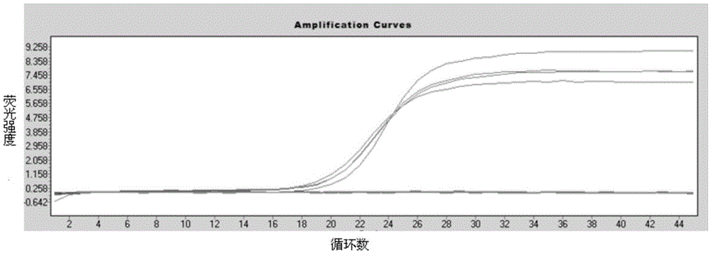 A real-time fluorescence rt-pcr detection kit for coronavirus and its application