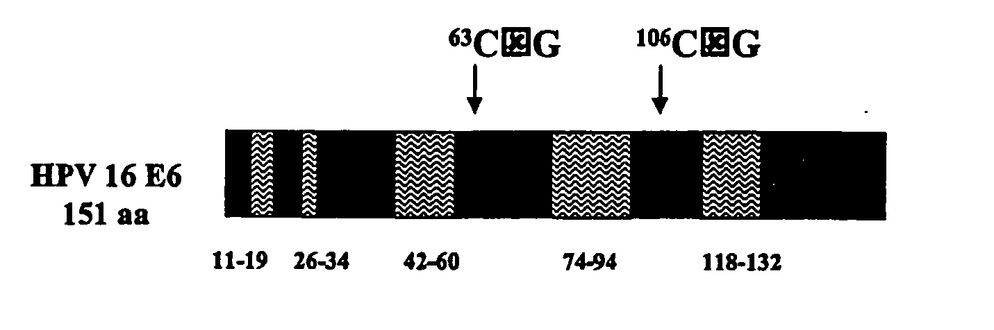 Human papillomavirus polypeptides and immunogenic compositions