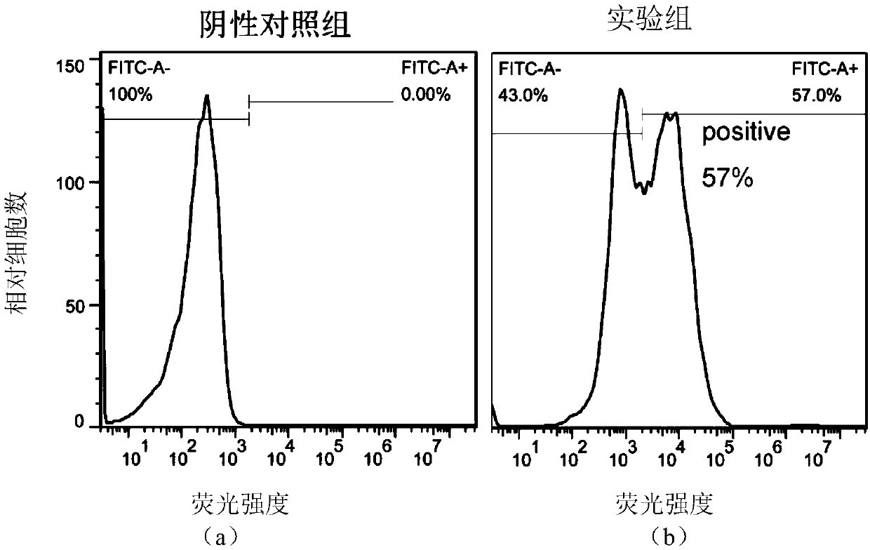 Single-chain antibody targeting CD20, chimeric antigen receptor T cell, preparation method and application thereof