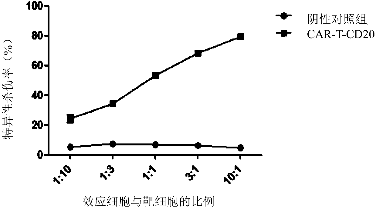 Single-chain antibody targeting CD20, chimeric antigen receptor T cell, preparation method and application thereof