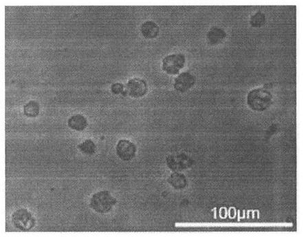 Preparation method and application of a novel regulatory dendritic cell