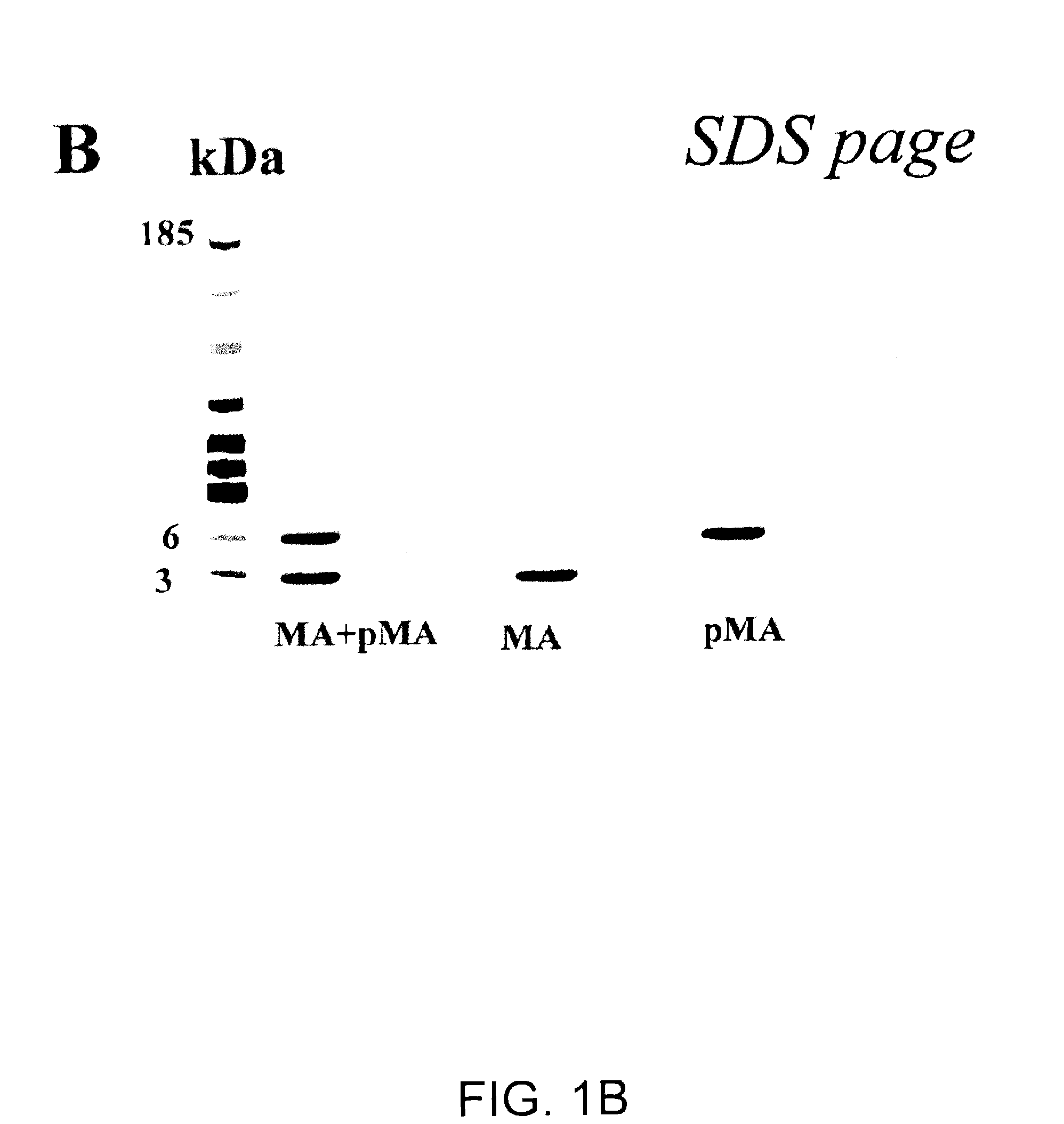 Biologically active polypeptides derived from a novel early stage pregnancy factor designated maternin (MA)