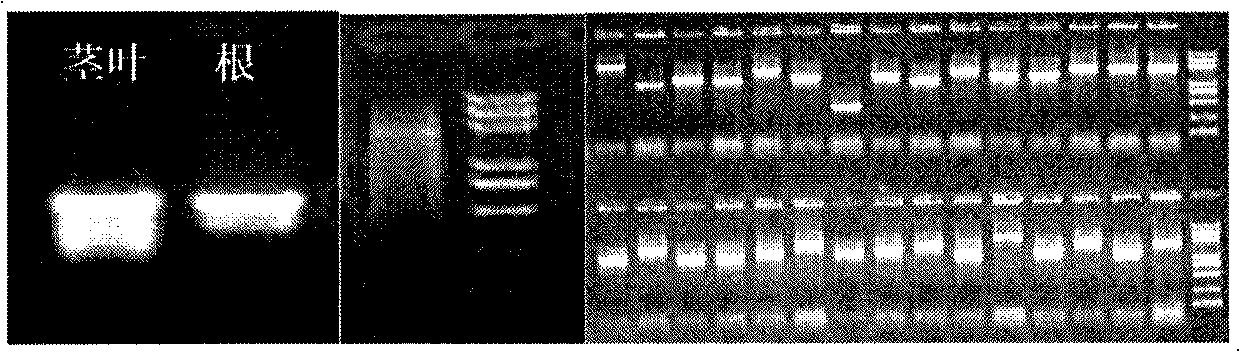 Flavanone-6-hydroxylase (SbF6H) gene in scutellaria baicalensis georgi as well as product coded by same and application of gene