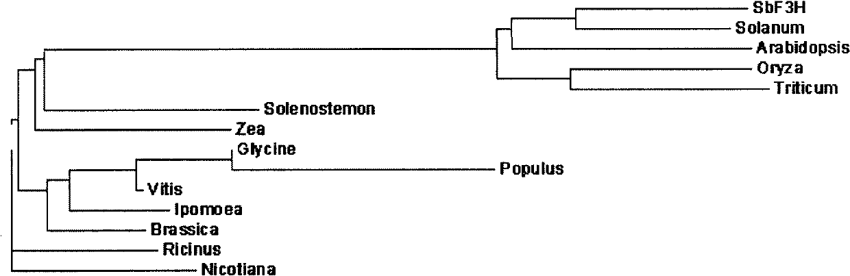 Flavanone-6-hydroxylase (SbF6H) gene in scutellaria baicalensis georgi as well as product coded by same and application of gene