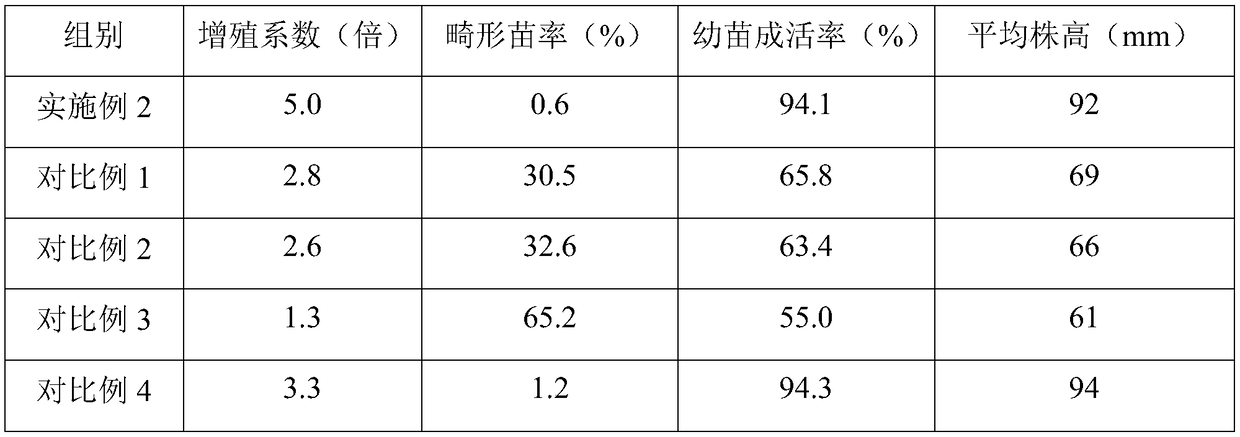 Rapid multiplication method for tissue culture of golden camellia