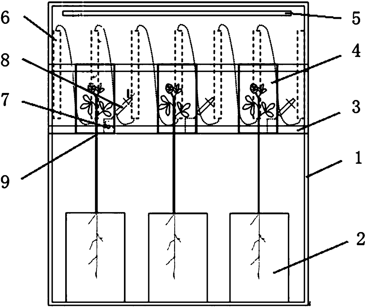 Photosynthetic plant tracing box