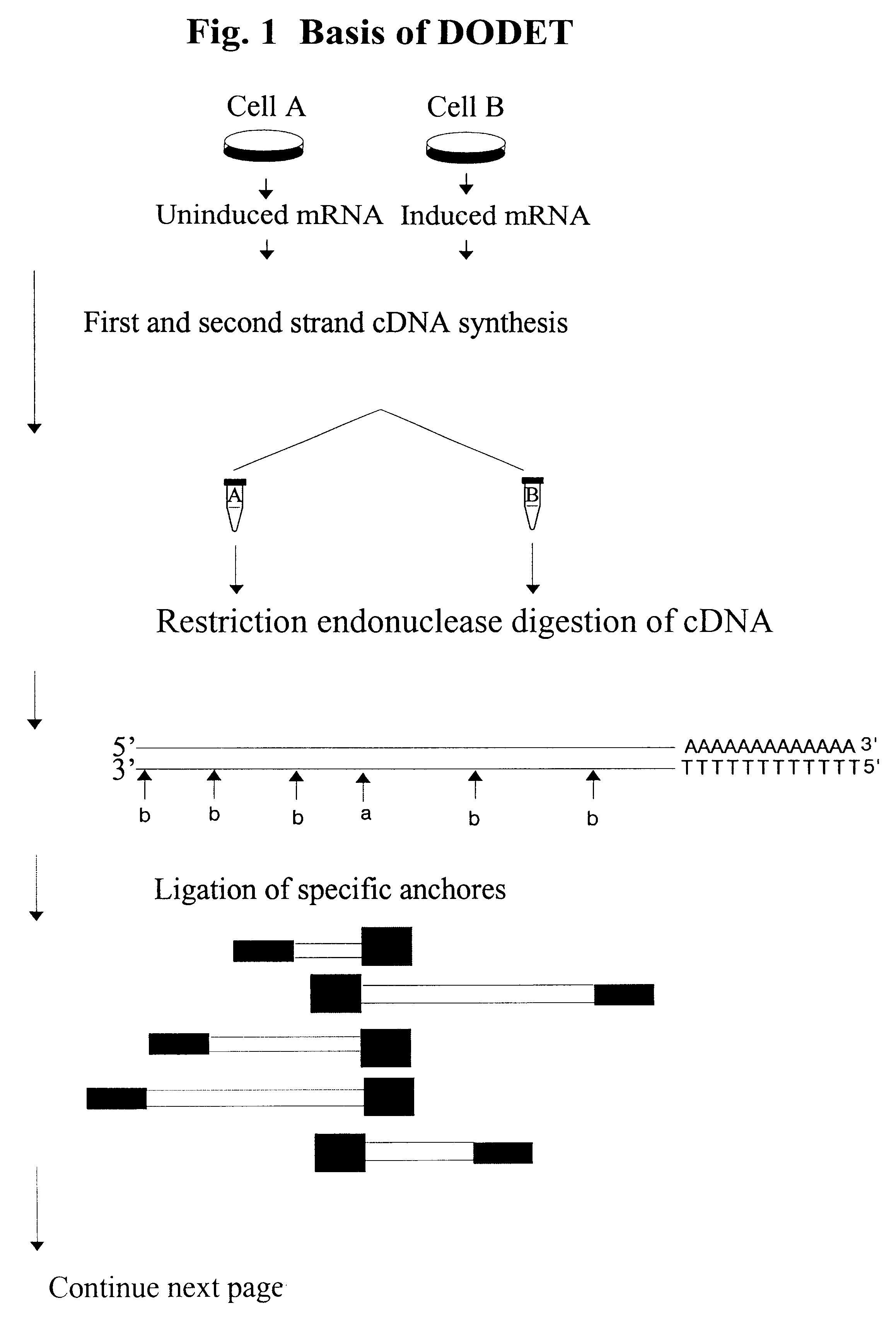 Method to clone mRNAs