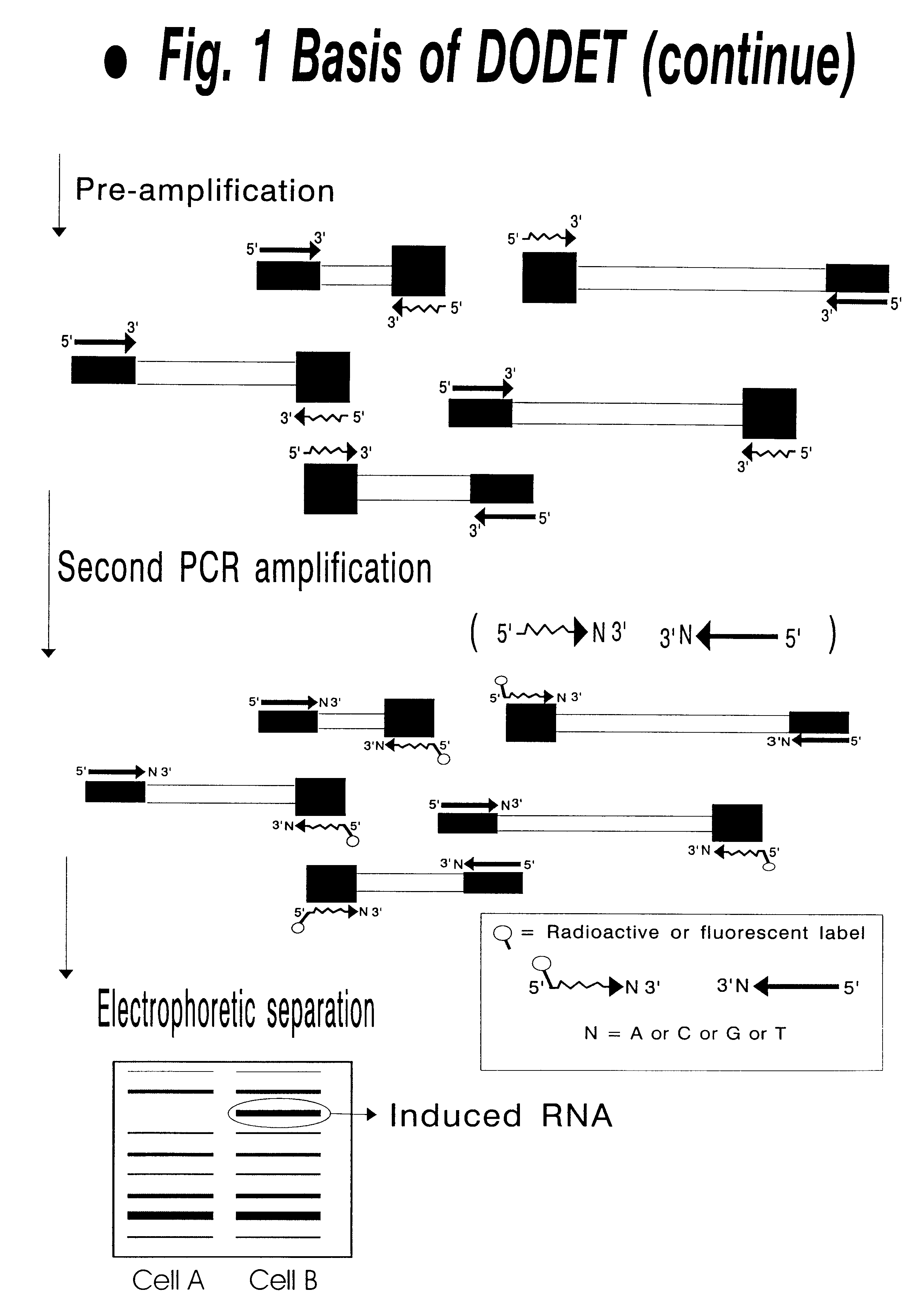 Method to clone mRNAs