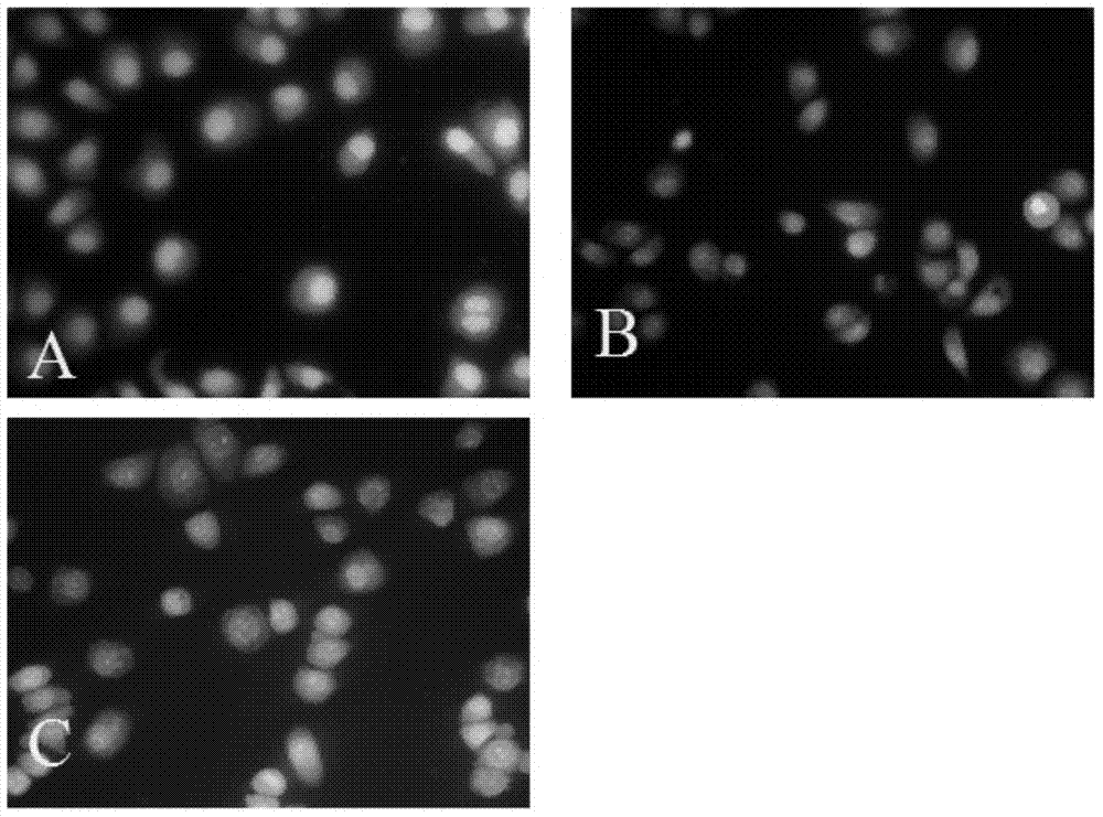 Method for extracting antitumor active substance in fructus forsythiae, antitumor active substance and application thereof