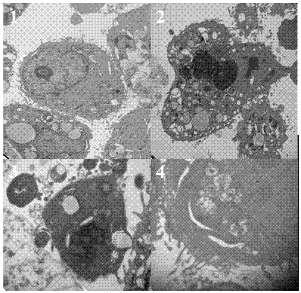 Method for extracting antitumor active substance in fructus forsythiae, antitumor active substance and application thereof