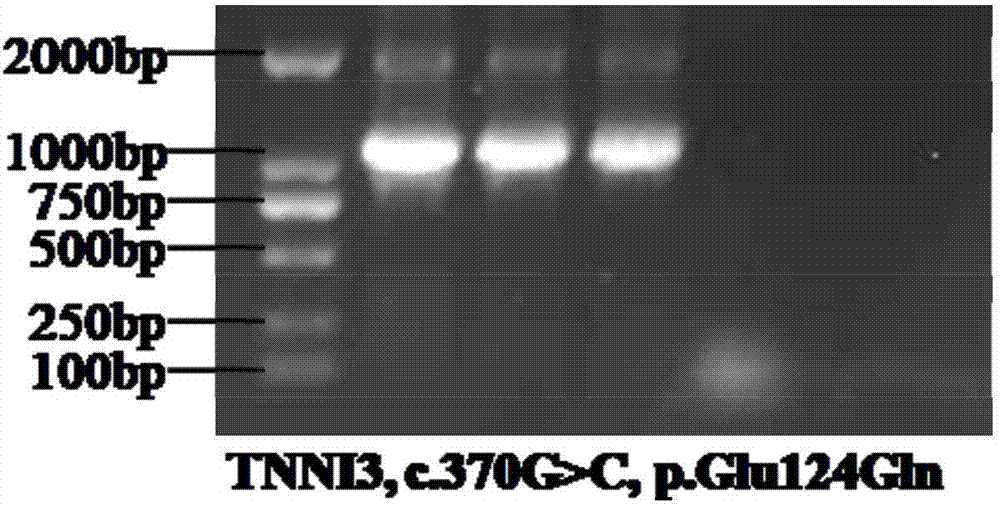 Primer combination and applications thereof