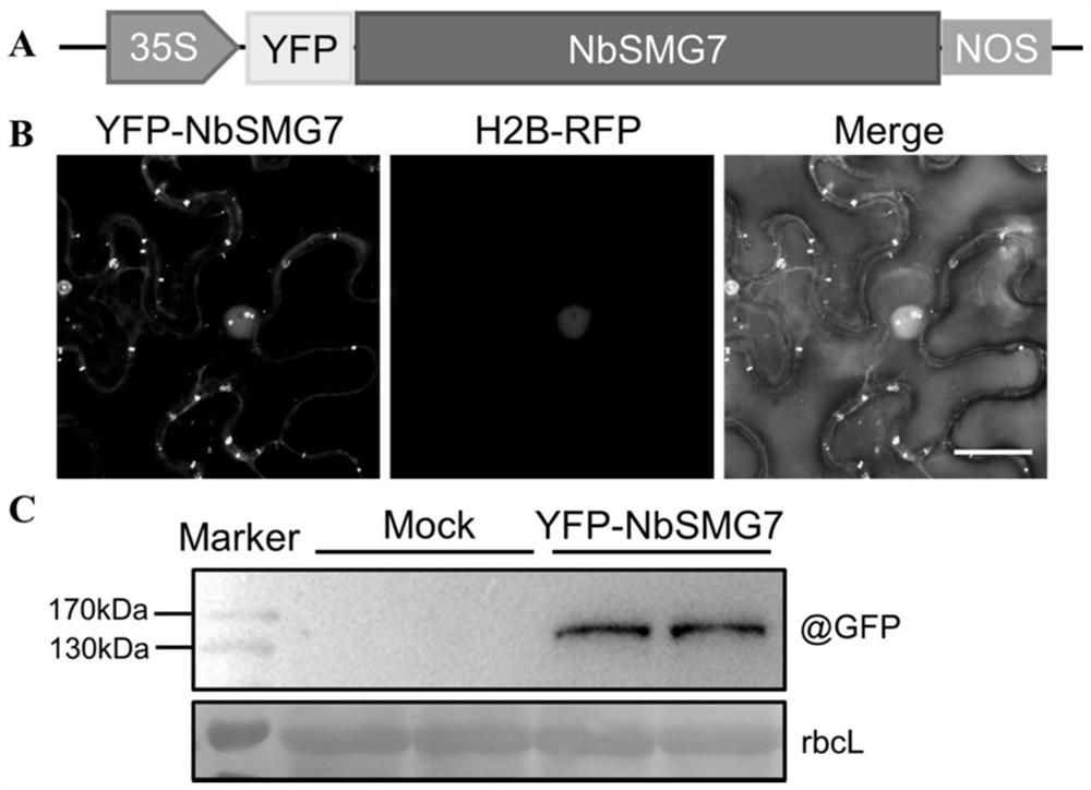 Application of nicotiana benthamiana NbSMG7 gene in regulation and control of plant virus resistance and transgenic plant cultivation method