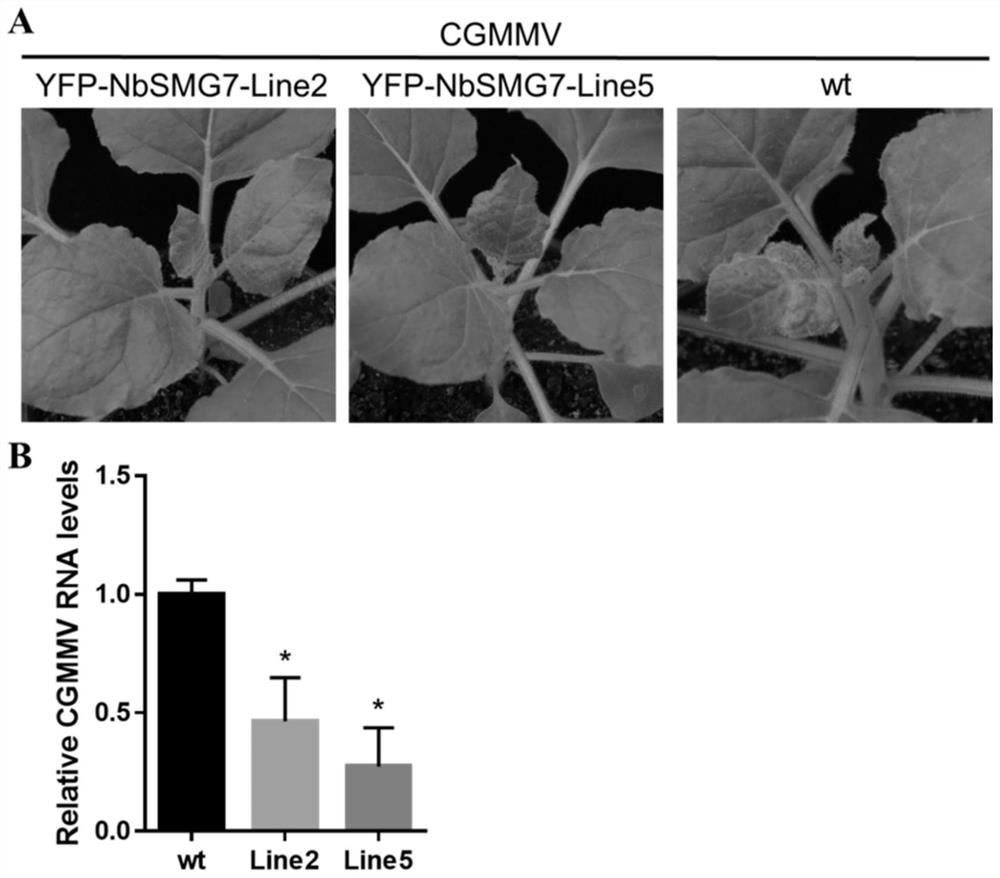 Application of nicotiana benthamiana NbSMG7 gene in regulation and control of plant virus resistance and transgenic plant cultivation method