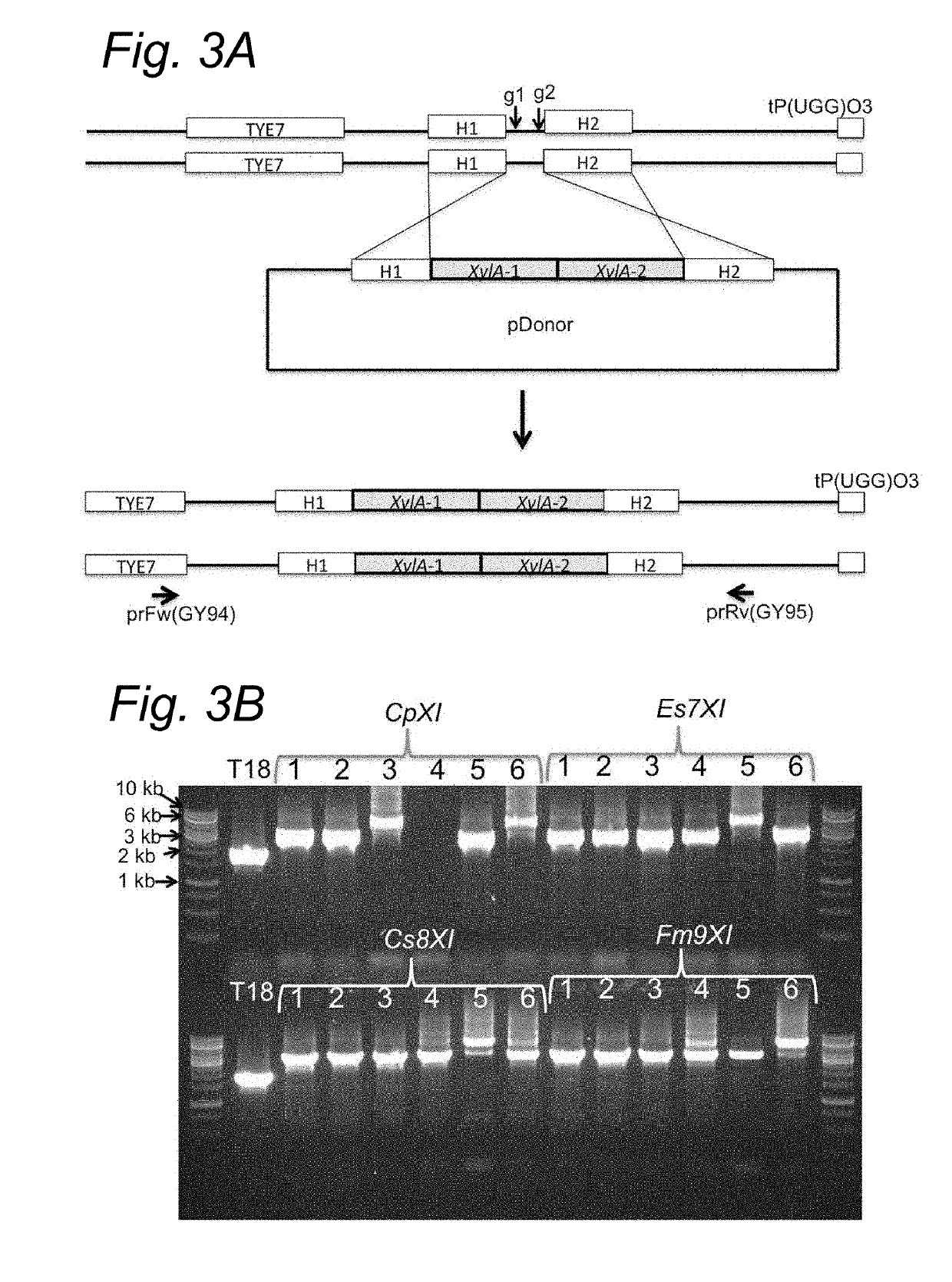 Xylose Isomerases that confer efficient xylose fermentation capability to yeast