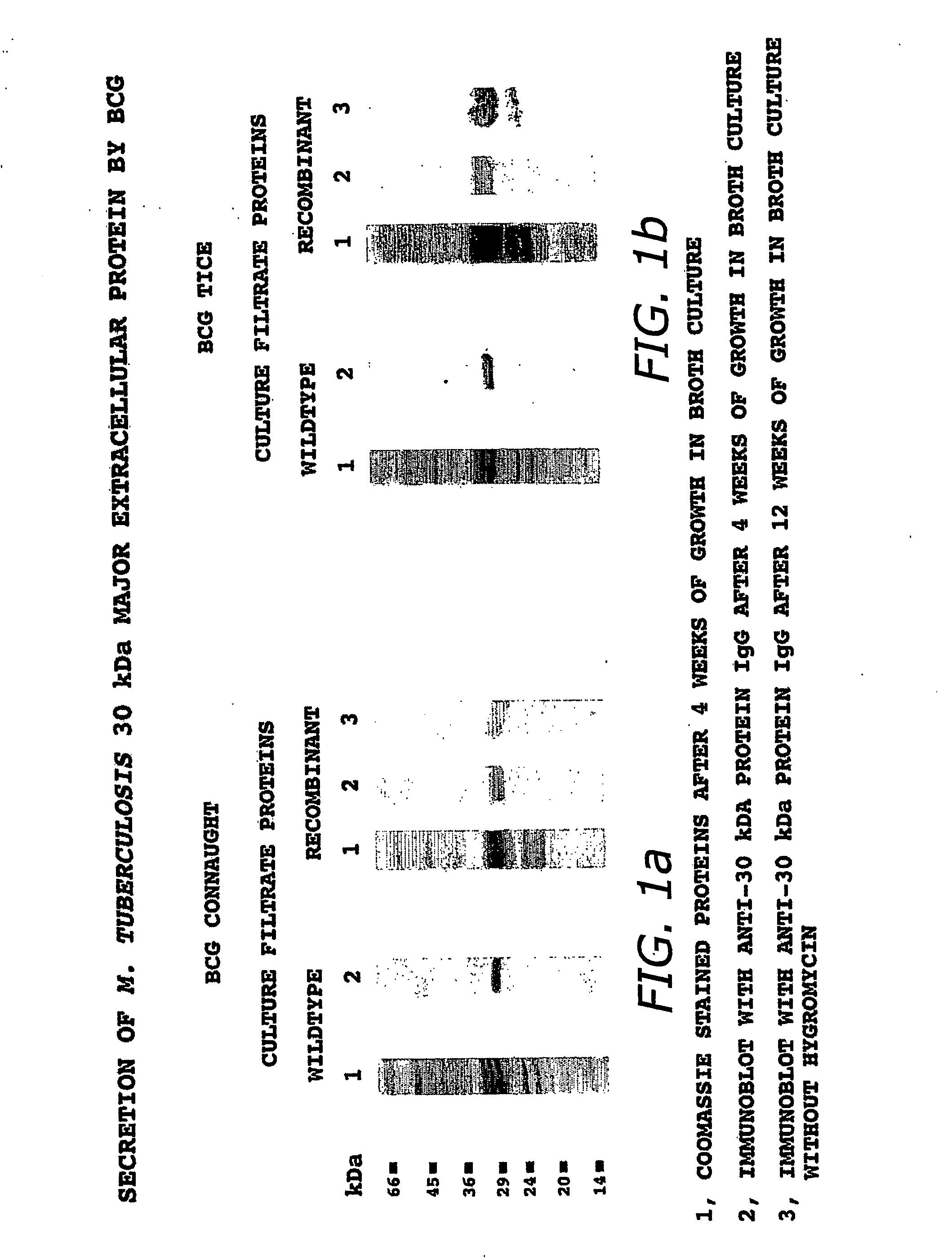 Recombinant intracellular pathogen immunogenic compositions and methods for use