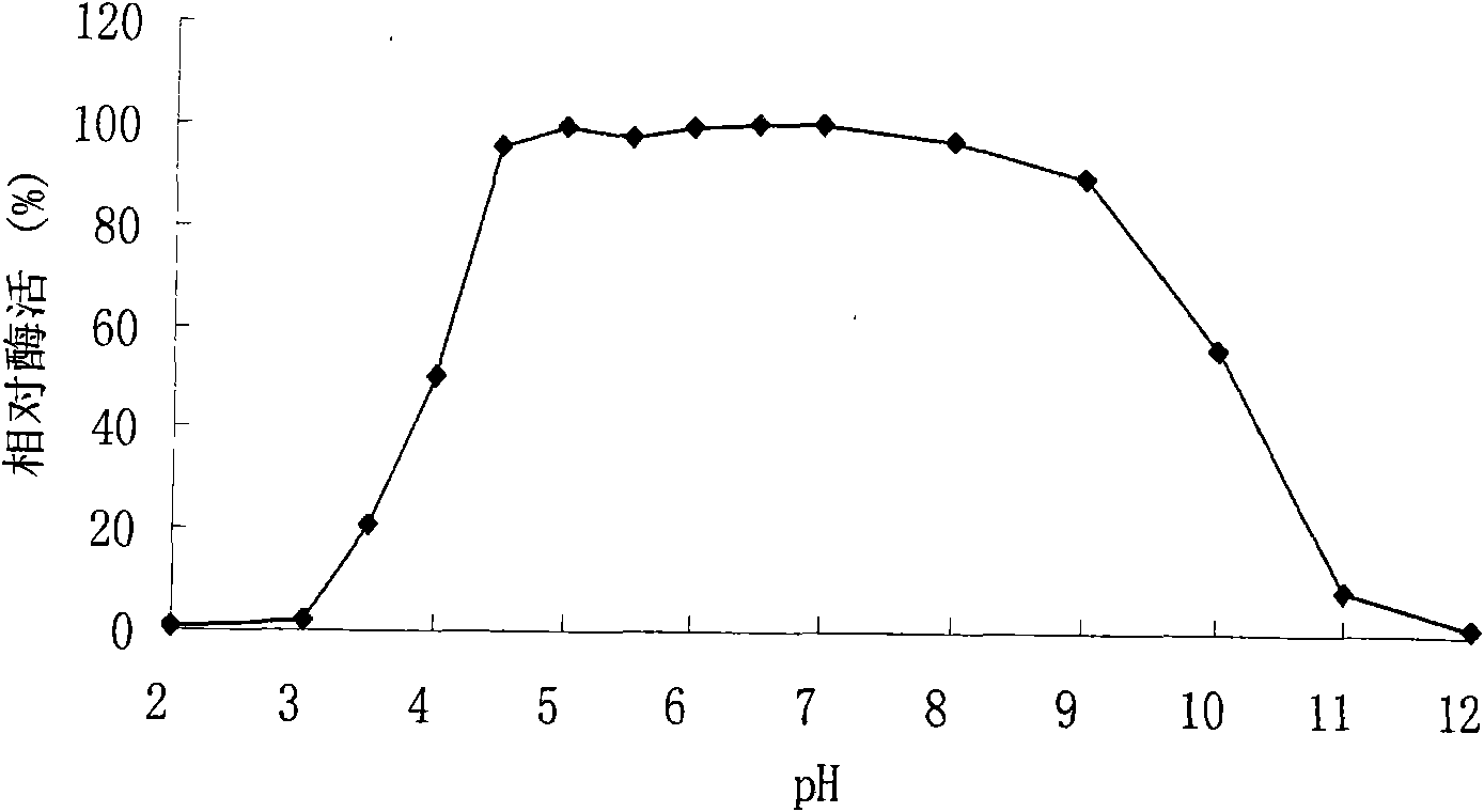 High-specific-activity xylanase XYN11F63 and genes and application thereof