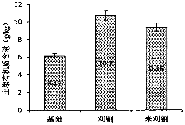 Method to promote rapid increase of organic matters in tidal flat virgin soil by Sesbania cannabina mowing mode