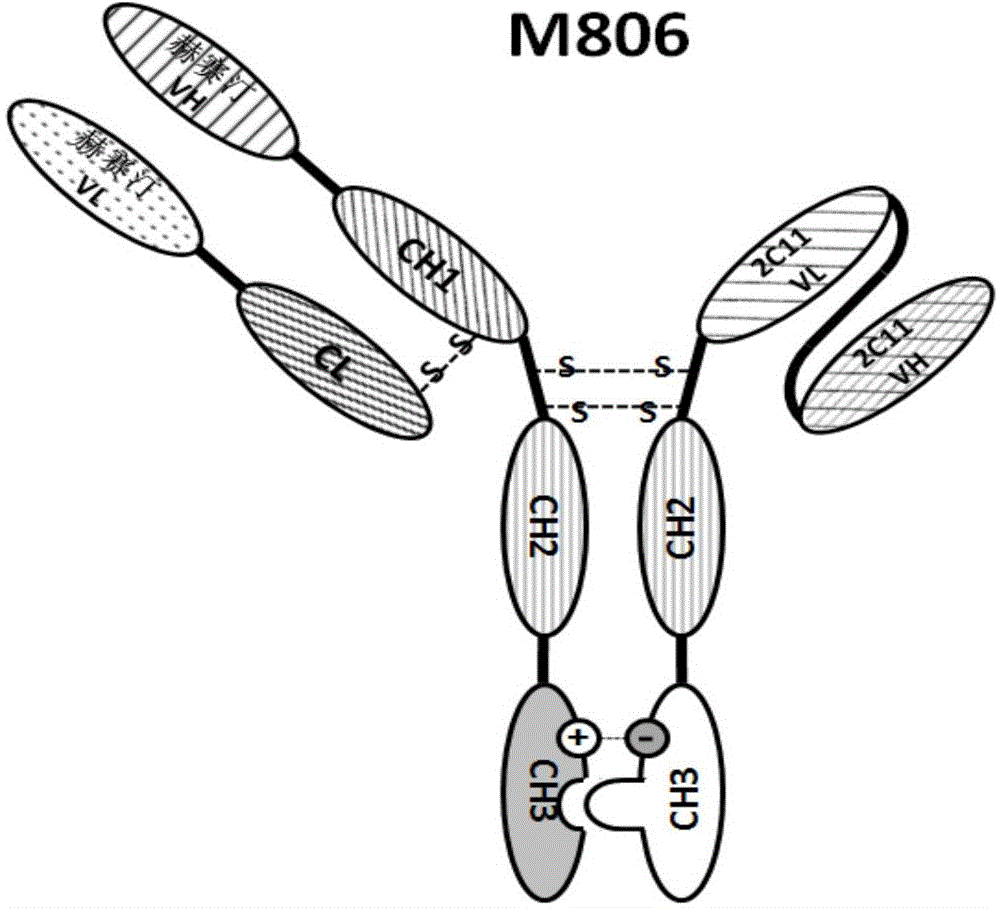 Preparation method and application of bispecific antibody targeting mouse T lymphocyte CD3 and human tumor antigen HER2