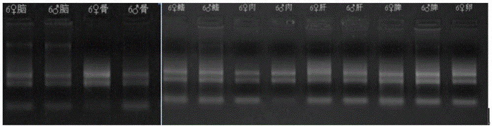 Paramisgurnus dabryanus selective breeding method