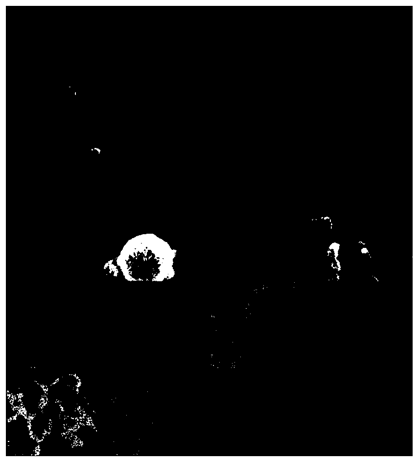 Egg white derived biomass charcoal loaded silver nanoparticle electrode material and preparation method thereof