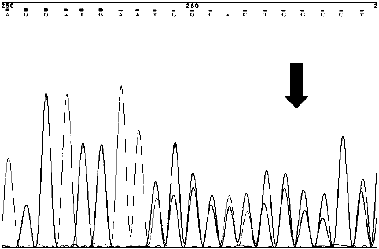 Purification method for domestic rabbits with Belgian hair color based on genotype selection