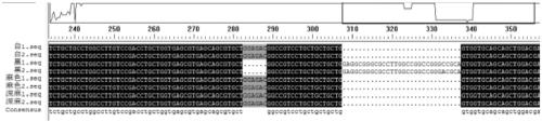 Purification method for domestic rabbits with Belgian hair color based on genotype selection